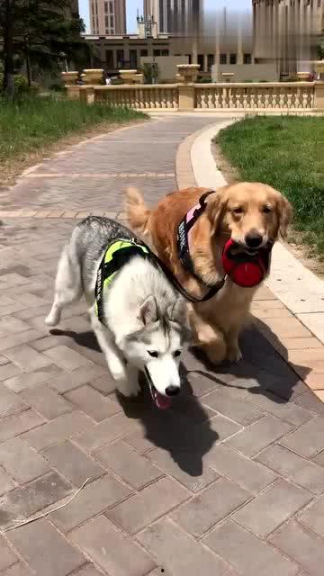 狗狗最新爆料视频,揭秘宠物界的秘密生活